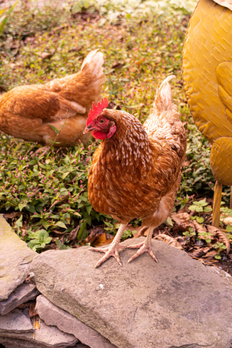 chicken at think big a tiny house resort catskills ny