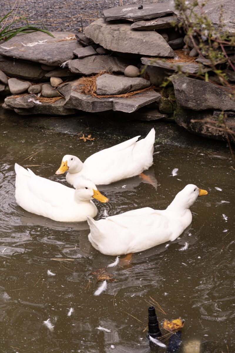 ducks at think big a tiny house resort catskills ny