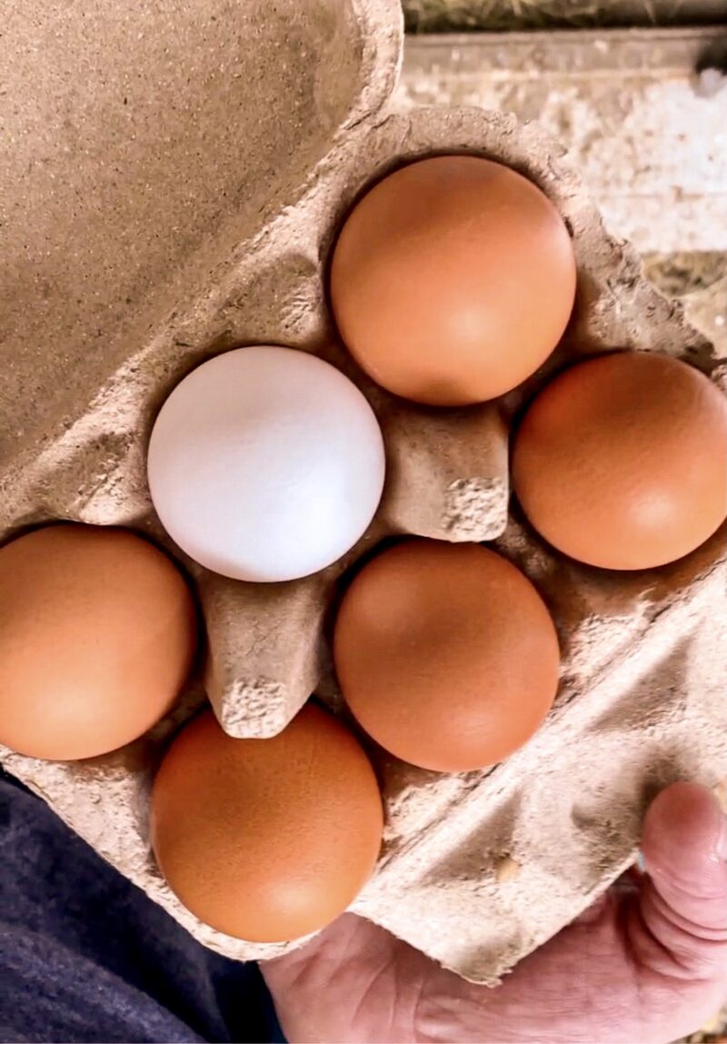 chicken coop eggs at think big a tiny house resort catskills ny