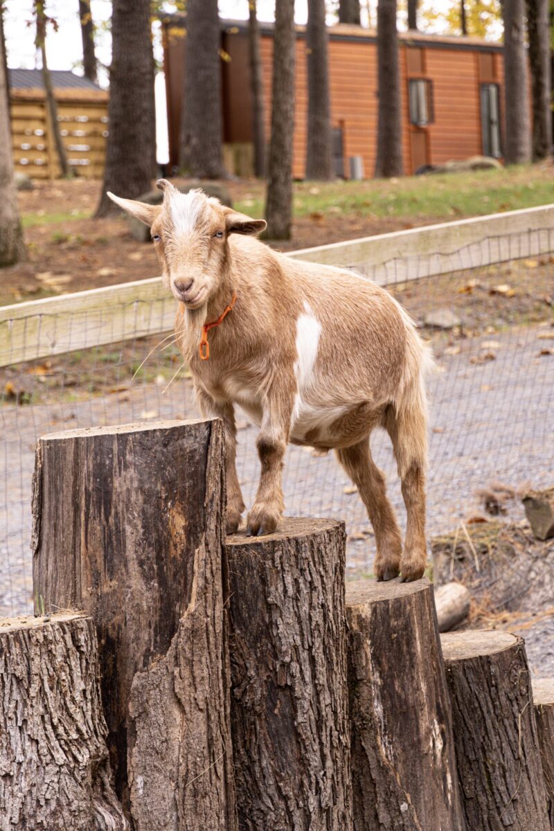 goat at think big a tiny house resort catskills ny