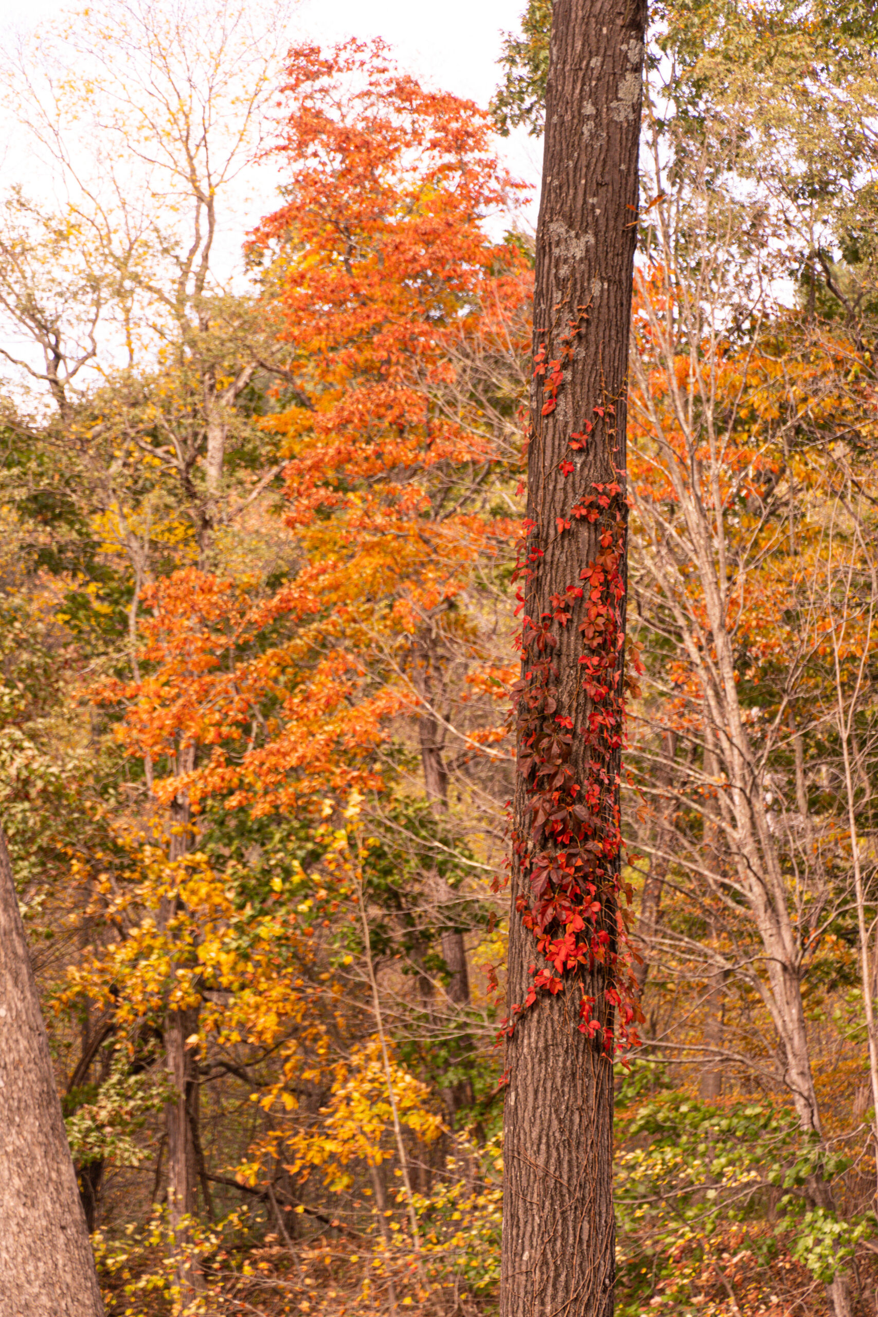 fall foliage at think big a tiny house resort