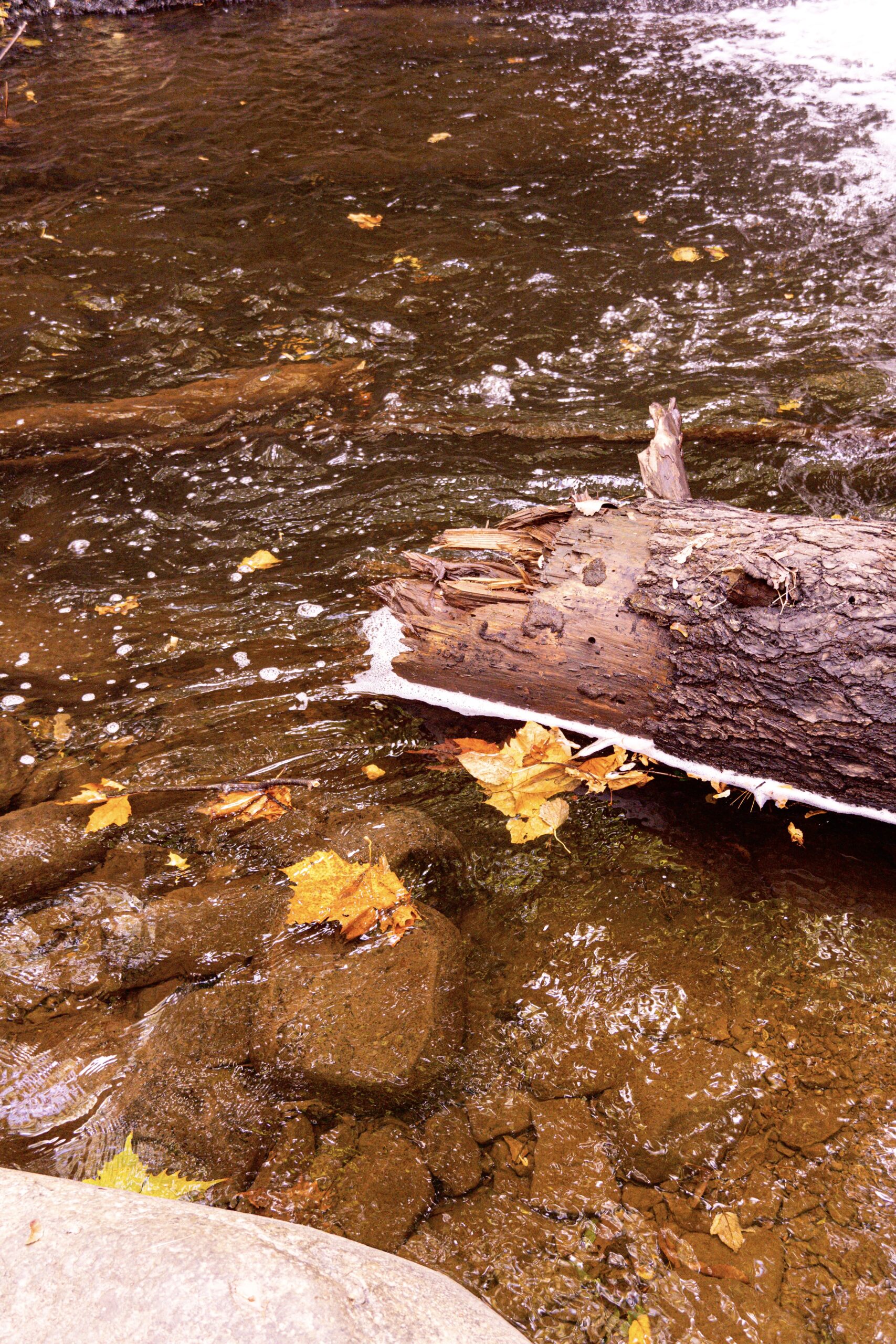 tree log near base of waterfall at think big a tiny house resort