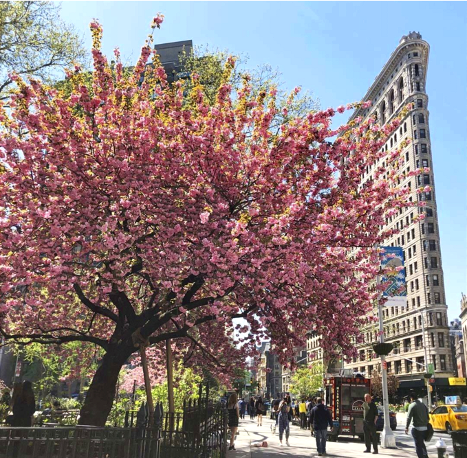 Cherry Blossoms at Madison Square Park NYC Flatiron Building