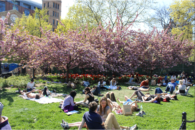 Cherry Blossoms at Washington Square Park, NYC
