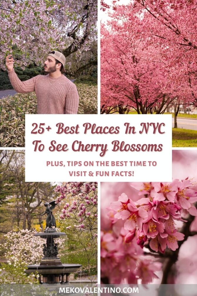 Best Places To See Cherry Blossoms in NYC