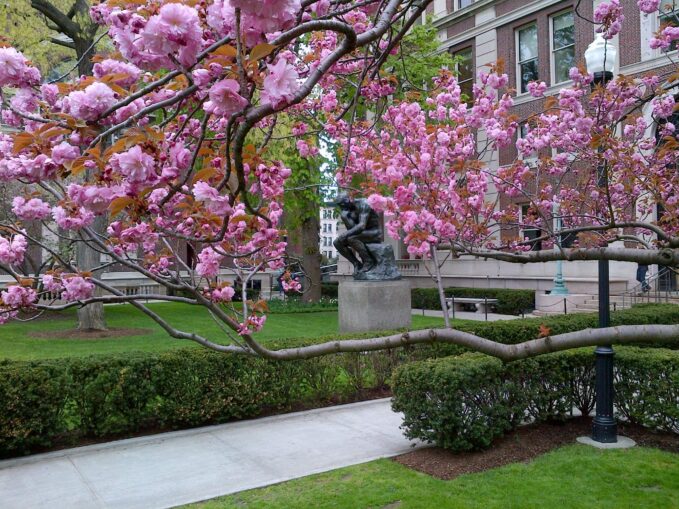 Cherry Blossom at Columbia University NYC