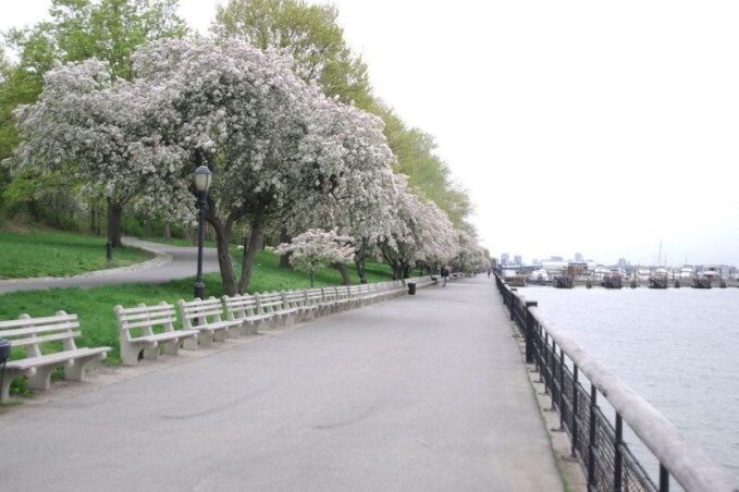 Cherry Blossom at Riverside Park Cherry Walk, NYC