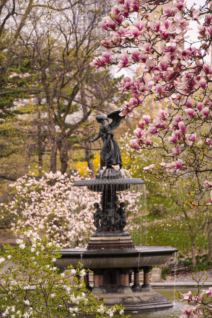 Cherry Blossoms at Bethesda Fountain Central Park