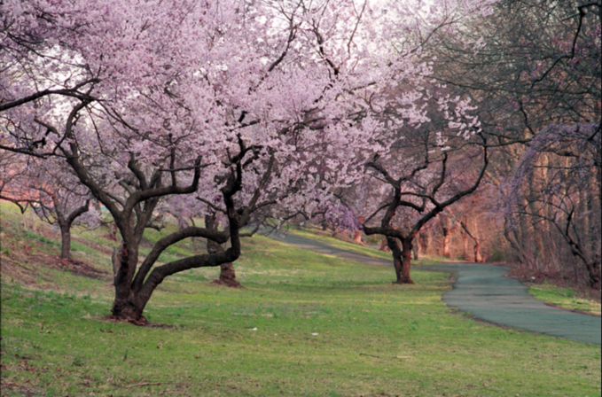 Cherry Blossoms at Branch Brook Park
