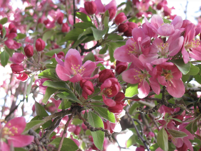 Cherry Blossoms at Cadman Plaza Park - Brooklyn, NY
