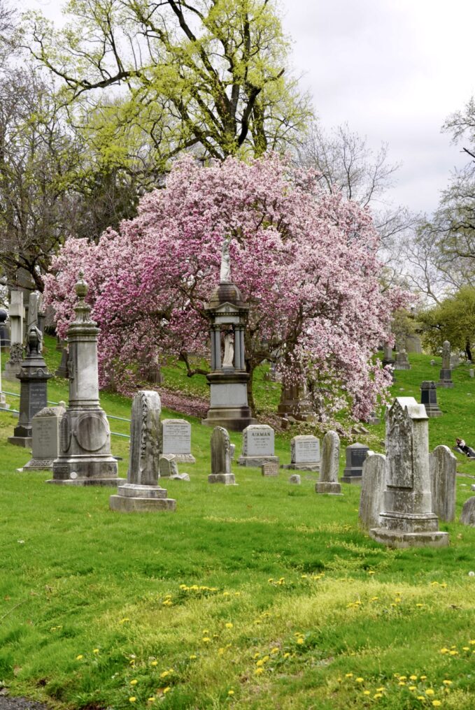 Cherry Blossoms at Greenwood Cemetery Brooklyn NY