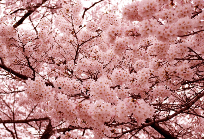 Cherry Blossoms at Hunter’s Point South Park - Queens, NY