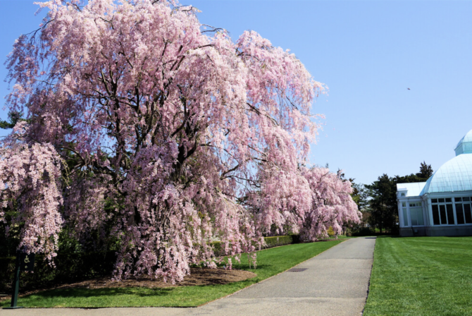 Cherry Blossoms at New York Botanical Garden