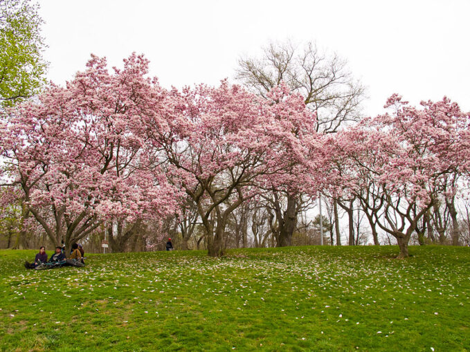 Cherry Blossoms at Prospect Park - Brooklyn, NY