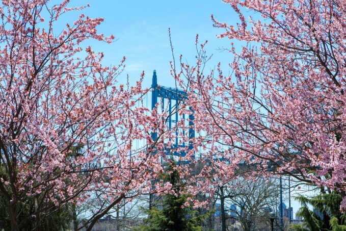 Cherry Blossoms at Randall's Island NYC