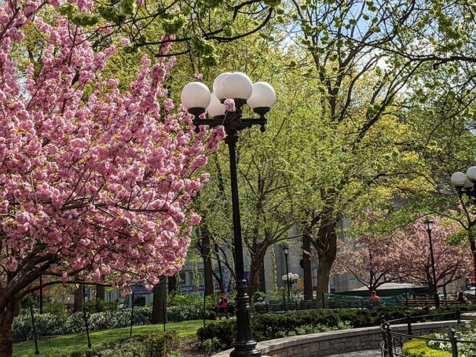 Cherry Blossoms at Union Square Park, NYC