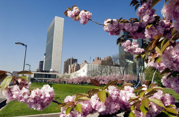 Cherry Blossoms at United Nations Headquarters NYC
