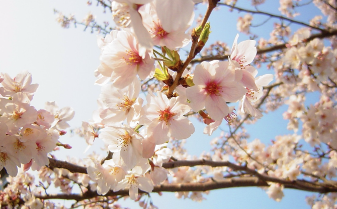 Fun Facts About Cherry Blossoms