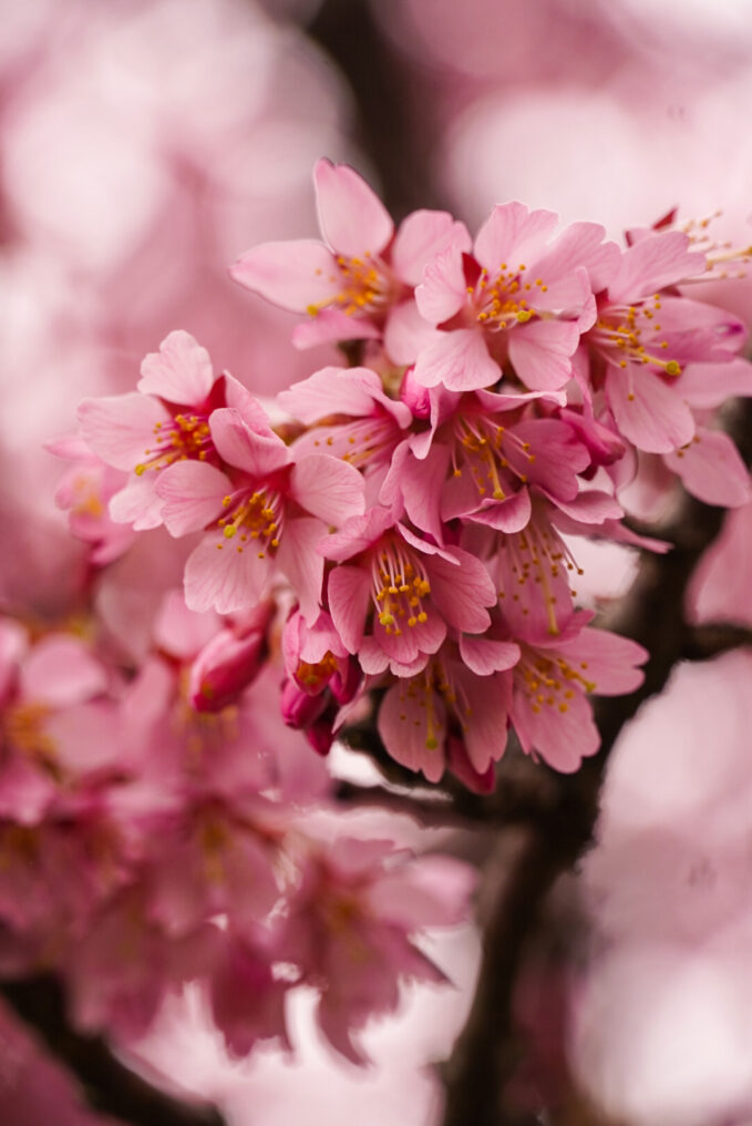 Yamazakura Cherry Blossoms
