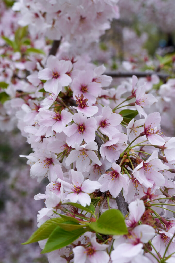Yoshino Cherry Blossoms
